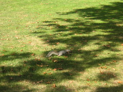 Sciurus carolinensis