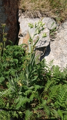 Senecio gunnii