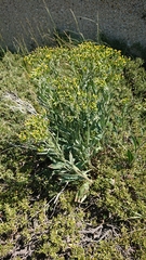 Senecio gunnii