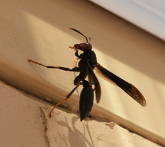 Polistes erythrocephalus