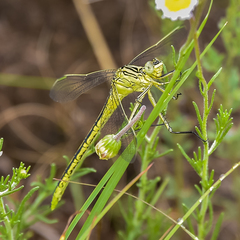 Notogomphus praetorius