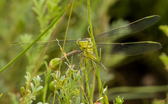 Notogomphus praetorius