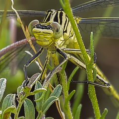 Notogomphus praetorius