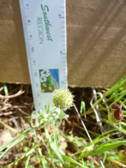 Trifolium microcephalum