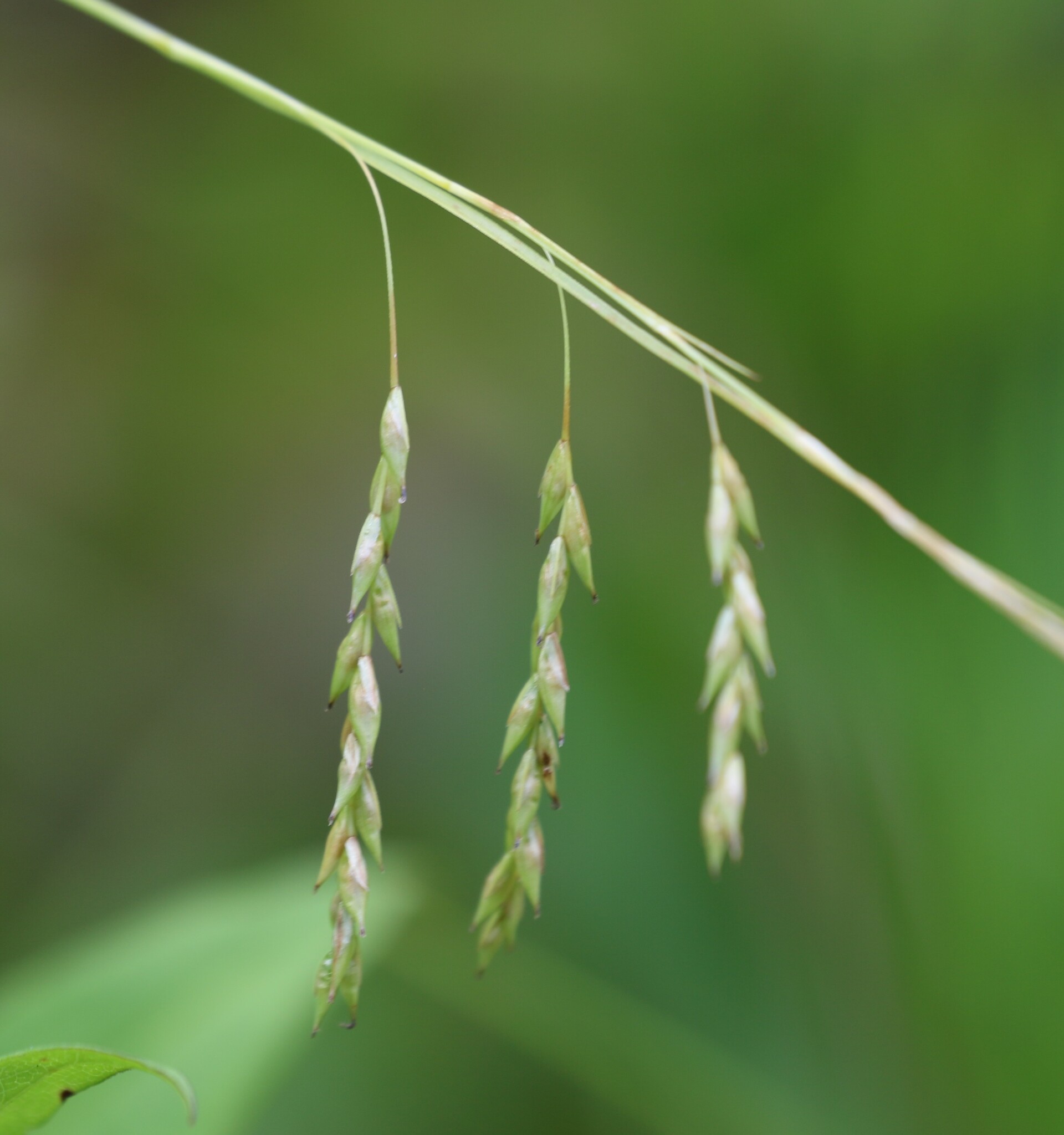 Carex debilis var. debilis