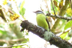 Myiodynastes hemichrysus