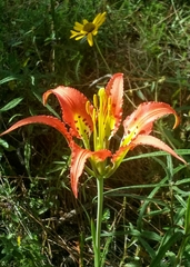 Lilium catesbaei image