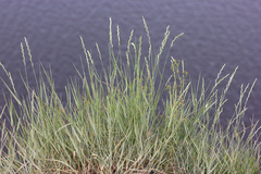 Thinopyrum intermedium intermedium