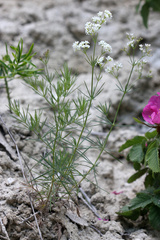 Galium octonarium