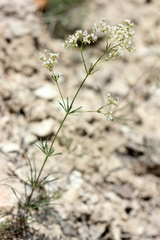 Galium octonarium