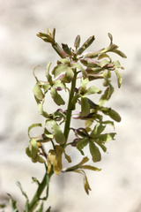 Matthiola fragrans