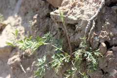 Pimpinella tragium