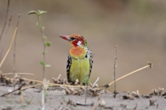 Trachyphonus erythrocephalus