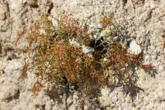 Pimpinella tragium