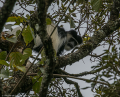 Colobus guereza matschiei