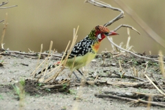 Trachyphonus erythrocephalus