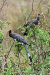 Corythaixoides leucogaster