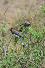 Corythaixoides leucogaster