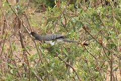Corythaixoides leucogaster