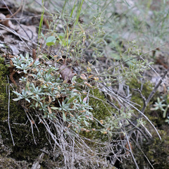 Schivereckia podolica