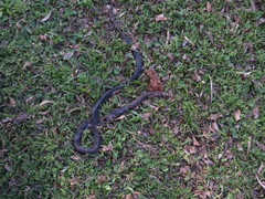 Paraphimophis rusticus