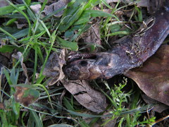 Paraphimophis rusticus