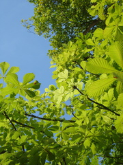 Aesculus hippocastanum
