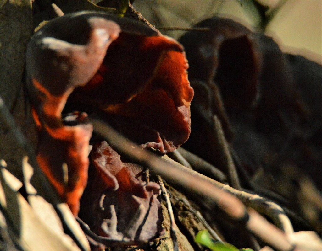 Auricularia fuscosuccinea · July 2023 · photo: © andreaargentinat (iNaturalist, cc-by)
