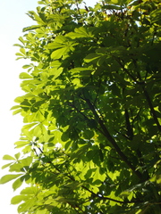 Aesculus hippocastanum
