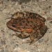 California Red-legged Frog - Photo (c) Patrick Kleeman, some rights reserved (CC BY-NC)