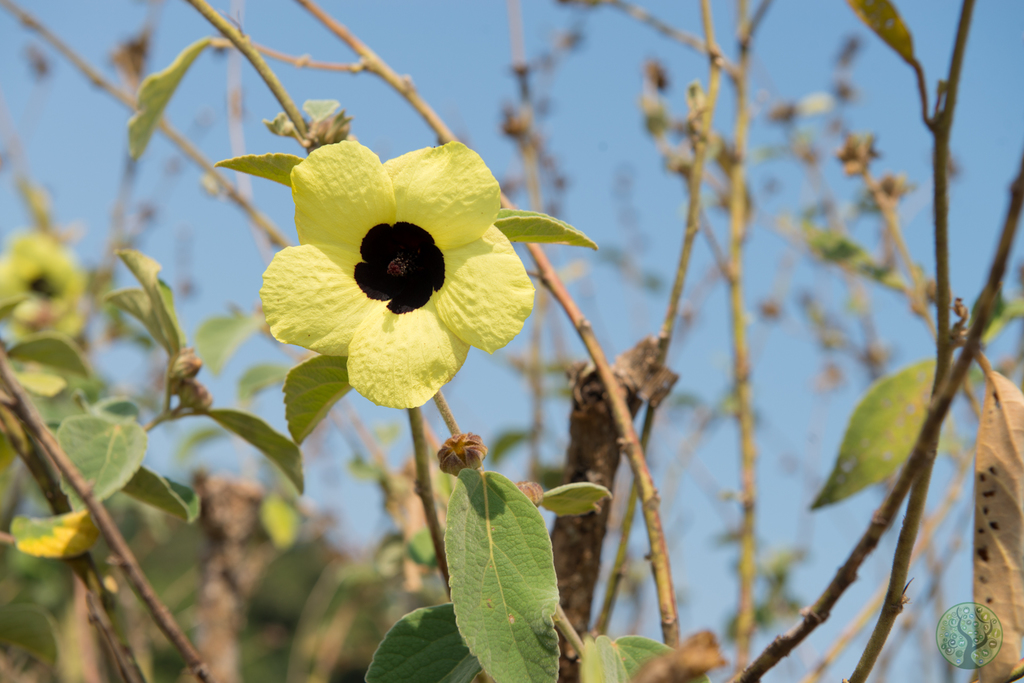 Decaschistia