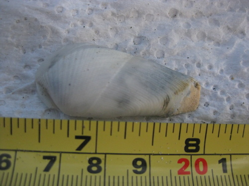 Pholadidea suteri