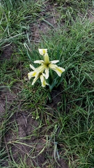 Iris grant-duffii