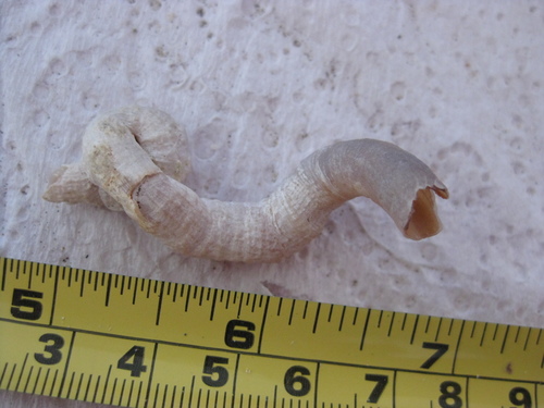Thylacodes aotearoicus