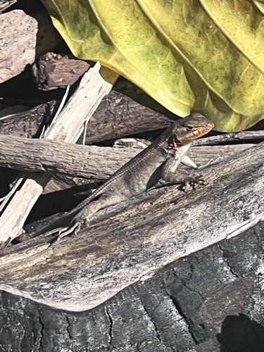 Mexican Spiny Lizard
