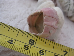 Notomegabalanus decorus