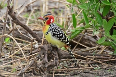 Trachyphonus erythrocephalus