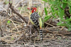 Trachyphonus erythrocephalus