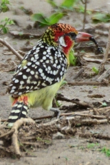 Trachyphonus erythrocephalus