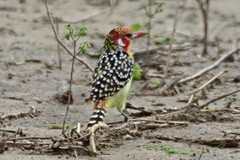 Trachyphonus erythrocephalus