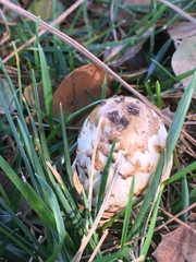 Coprinus