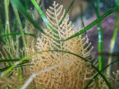 Abietinaria