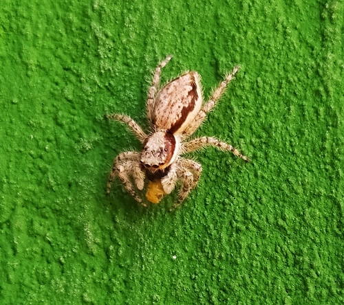 Gray Wall Jumping Spider