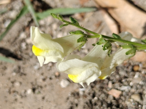 Sicilian Snapdragon (Antirrhinum siculum)