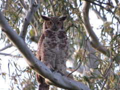 Bubo virginianus nacurutu
