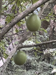 Crescentia cujete image