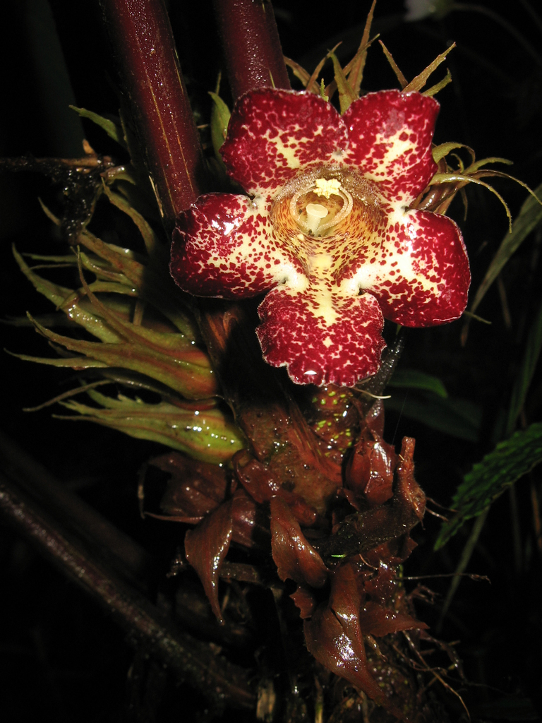 Trichodrymonia macrophylla