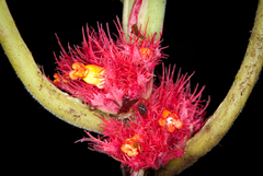 Trichodrymonia metamorphophylla