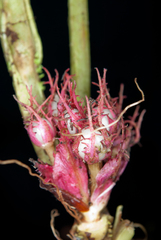 Trichodrymonia metamorphophylla