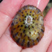 Indo-Pacific Limpets - Photo (c) sea-kangaroo, some rights reserved (CC BY-NC-ND), uploaded by sea-kangaroo